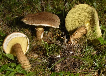 Hohlfußröhrling (Boletinus cavipes) - © Heinz Prelicz